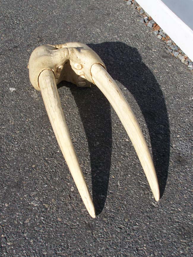 A RARE Antique Walrus Skull having both tusks, each measuring 26" long.